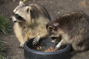 Cumming, GA Wildlife Removal