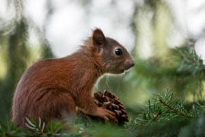 How to Remove Squirrels