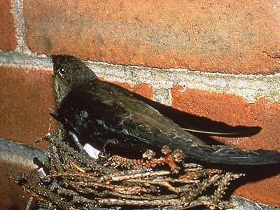 Chimney Swift