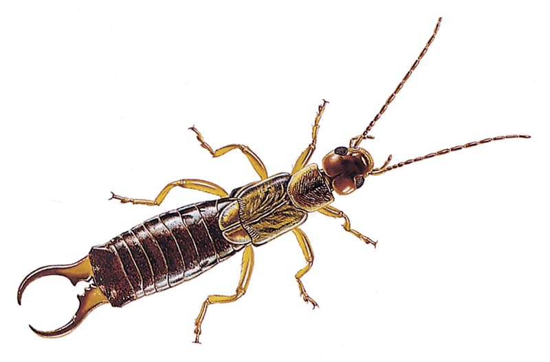 Earwig