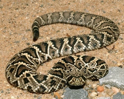 Eastern Diamondback Rattlesnake