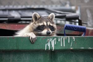 raccoon in attic