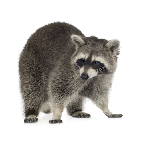 Raccoons