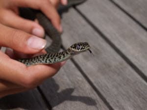 snake control services johns creek