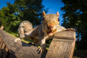 squirrels in the attic johns creek