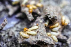 termite control johns creek