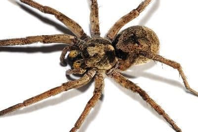 Wolf Spider